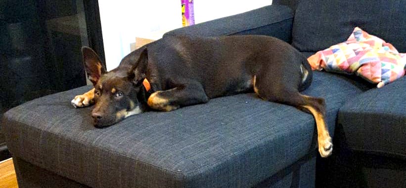 Image of Kelpie resting on sofa