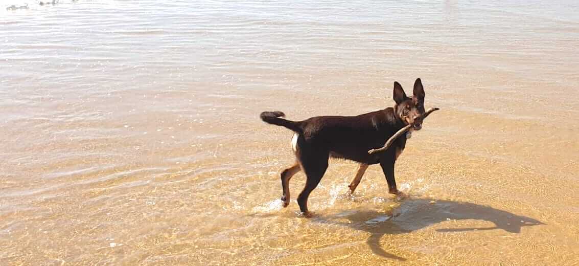 Image of Kelpie in water carrying stick