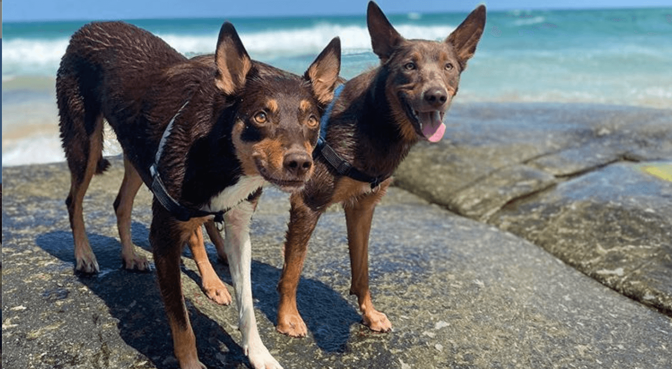 small kelpie dog