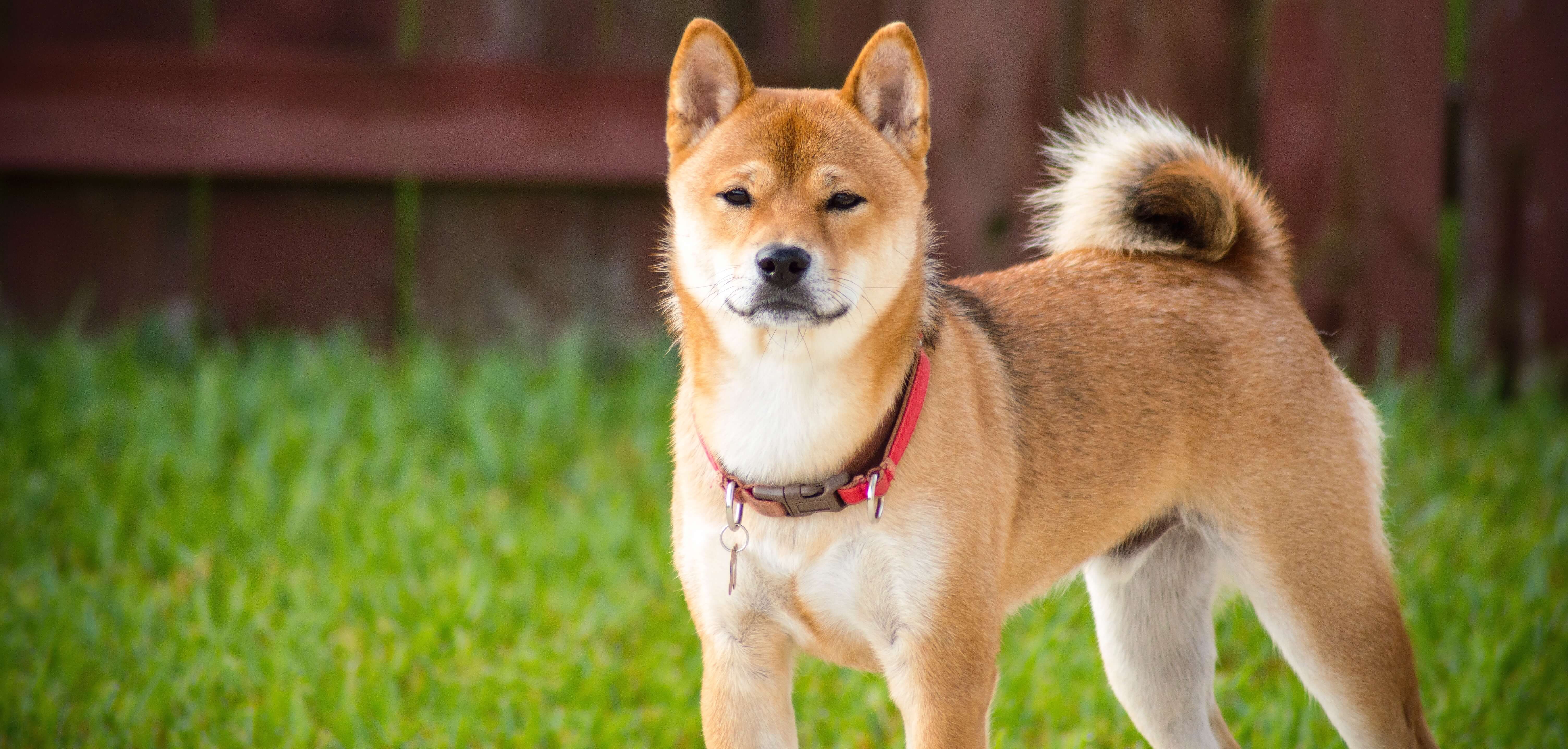 Breed Of The Month Shiba Inu | Pet Circle