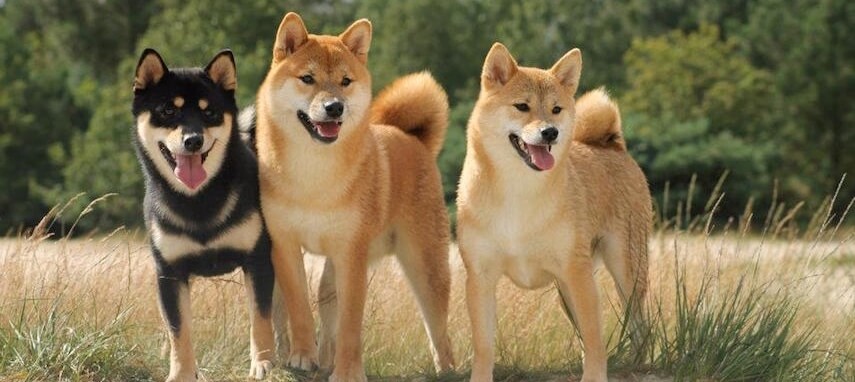 trained shiba inu for sale