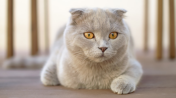 Breed Guide Scottish Fold Pet Circle