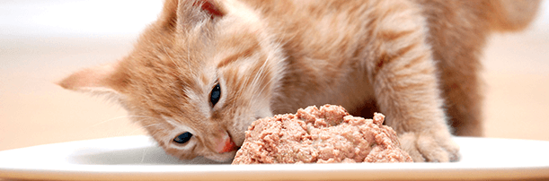 cat treats for cats with urinary problems