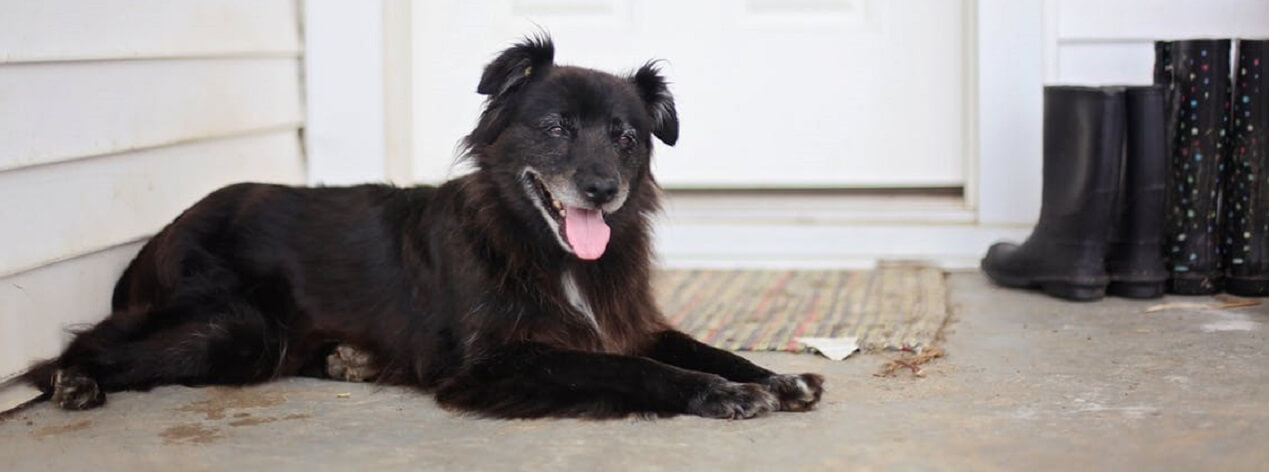 best dog bowl for blind dog