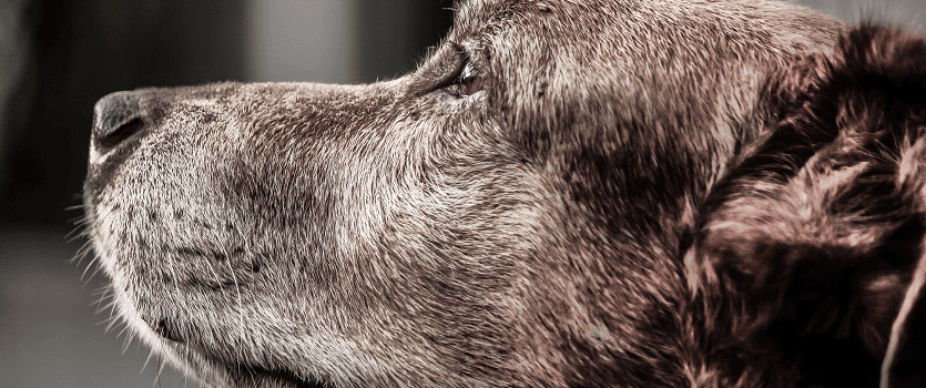 best dog bowl for blind dog