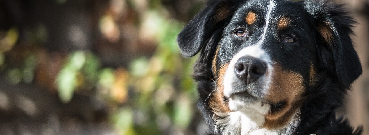 best dog bowl for blind dog