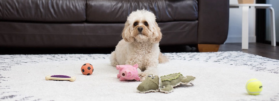 cavoodle with toys