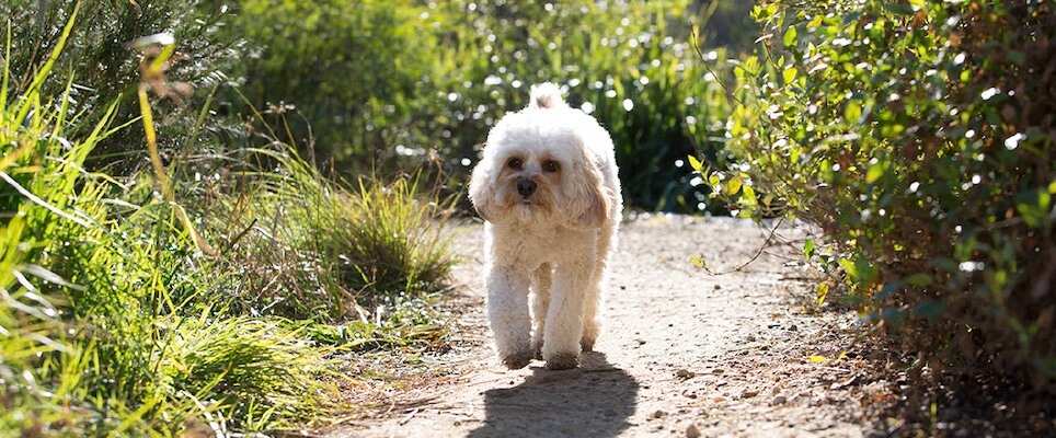 cavoodle plush toy