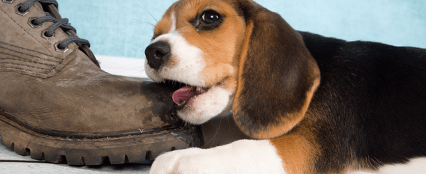 beagle puppy chewing shoe