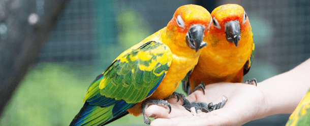 common pet birds