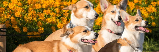 Corgi Fun Facts | Pet Circle