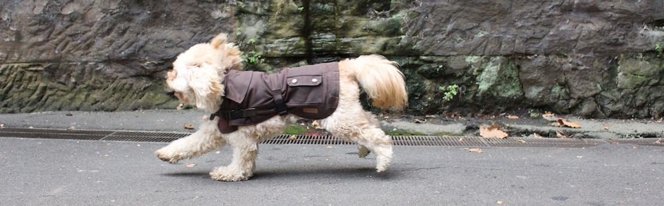 fetch dog coats