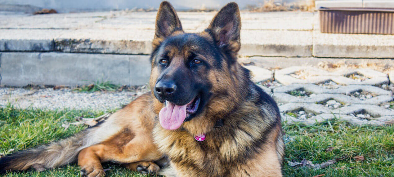 best dewormer for german shepherd