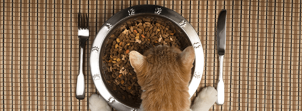 hills grain free cat food