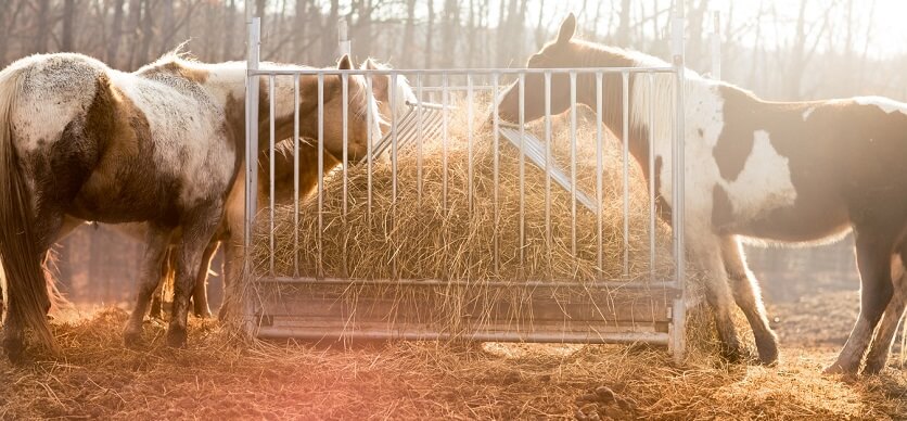 Horses with hay