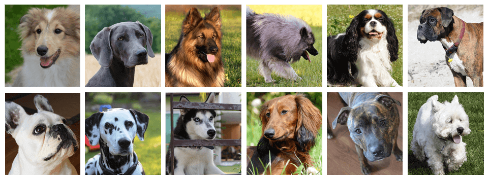 dog breed compatibility test
