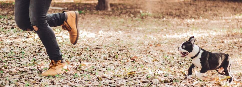 image of Boston Terrier running with human