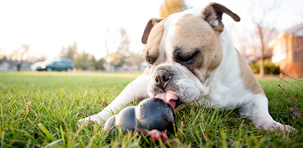 dog ball for heavy chewers