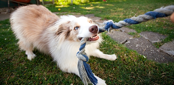 tug of war with dog