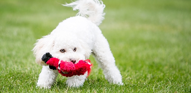 seriously strong dog toys