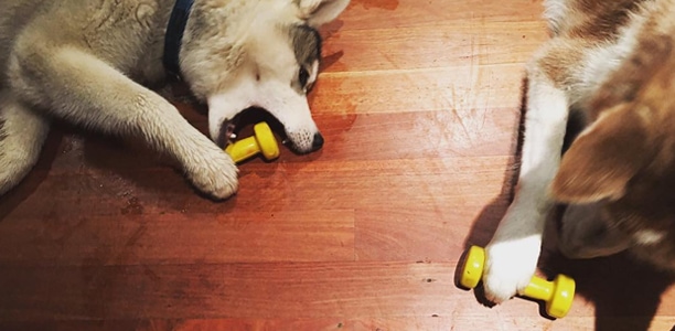 power chewer dog toys