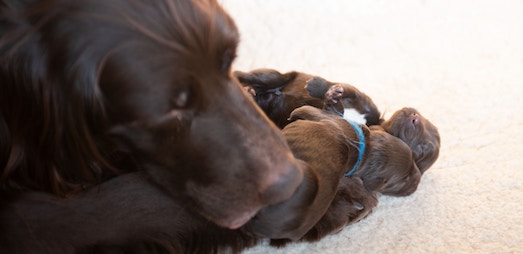 flea shampoo for pregnant dogs