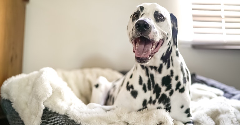 flea treatment safe for pregnant dogs