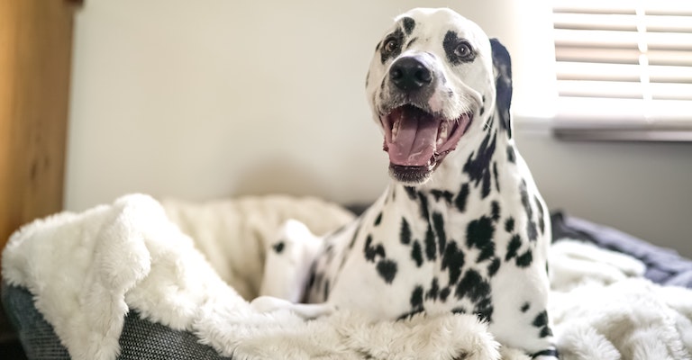 best flea treatment for pregnant dogs