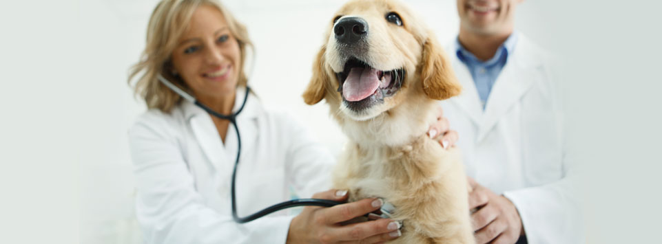 heartworm injection dogs