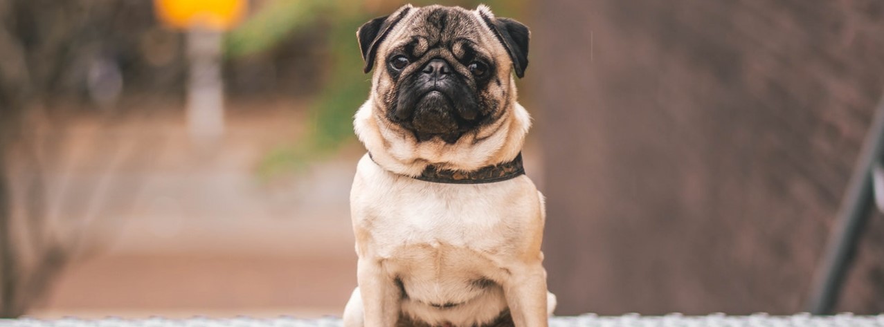 wild pugs in china