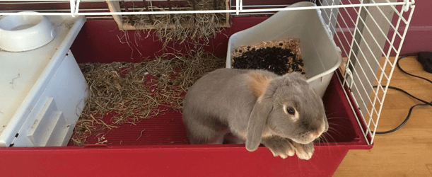 Can You Litter Train A Rabbit That Is Not Neutered Rabbit Toilet Training Pet Circle