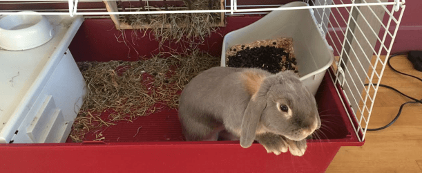 litter tray rabbit