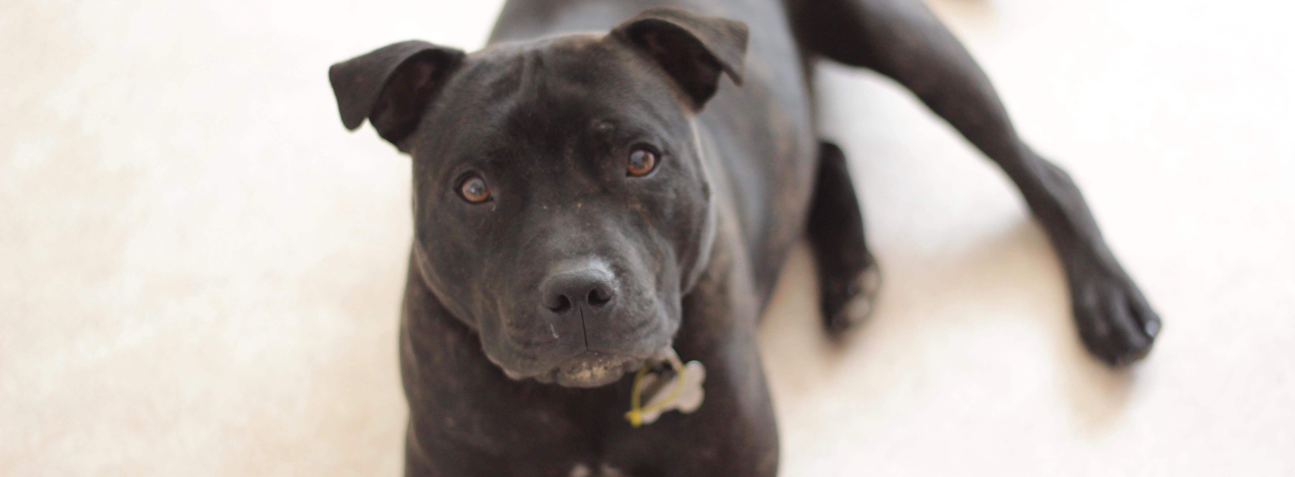 staffy puppy black and white