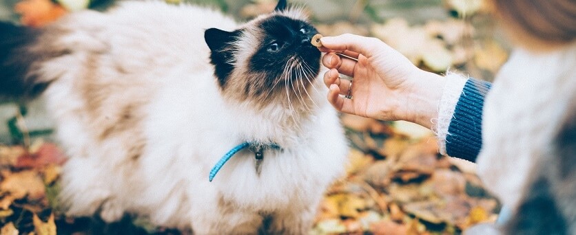 Teach Your Cat To Sit Pet Circle