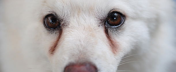 Tear Stains On Pets Pet Circle