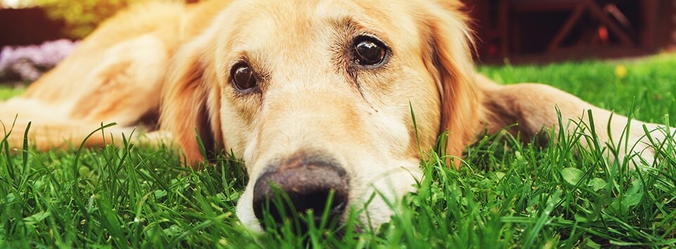 Tear Stains On Pets Pet Circle