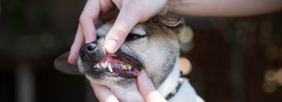 things for dogs bad breath