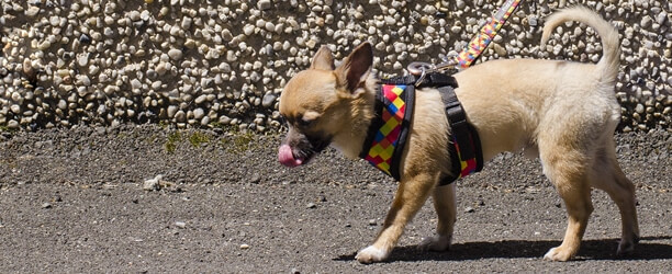 toy dog collar and lead