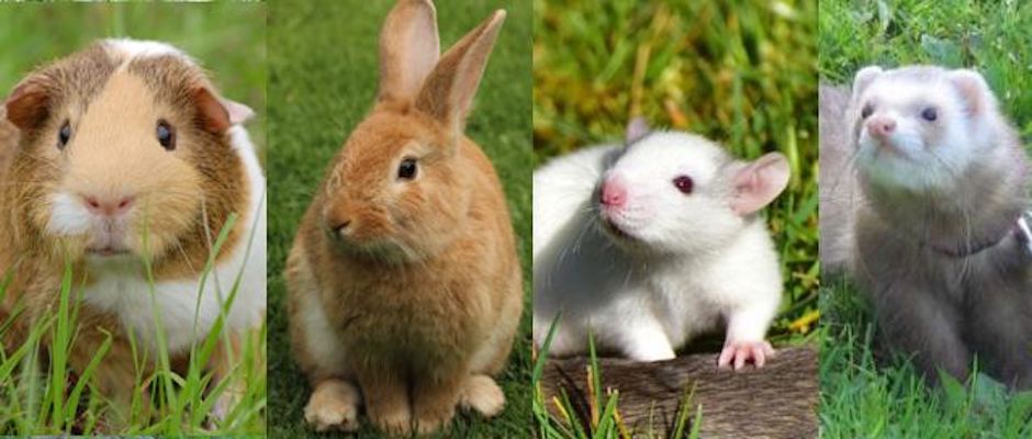 feeding rabbit