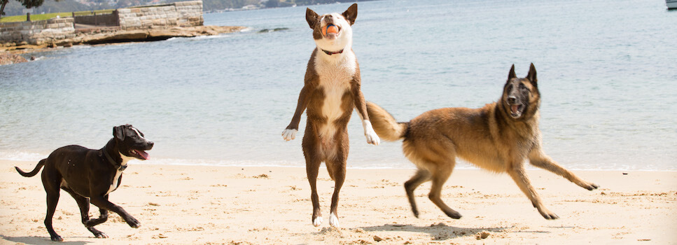 working dog toys