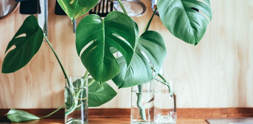 is monstera poisonous to dogs