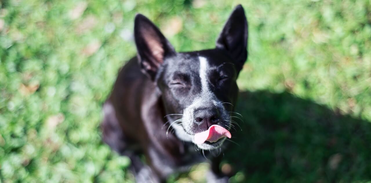 does peanut butter help dogs poop