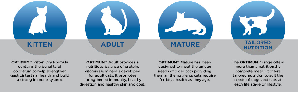 optimum kitten