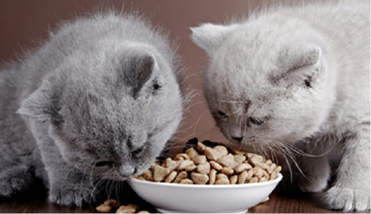 photo of kittens eating dry food