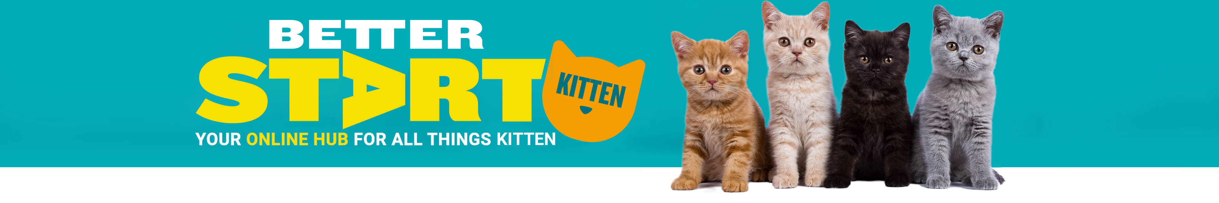 Better Start Kitten - Your online hub for all things kitten