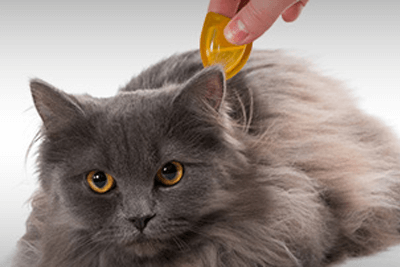 british-shorthair-essentials-article-3