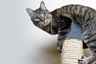 british-shorthair-essentials-article-6