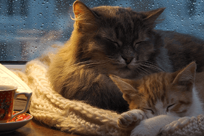 burmese-cat-essentials-article-4