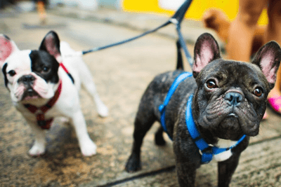 french-bulldog-essentials-article-1