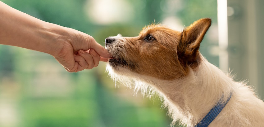 small brown and white dog accepting a chew from a persons hand